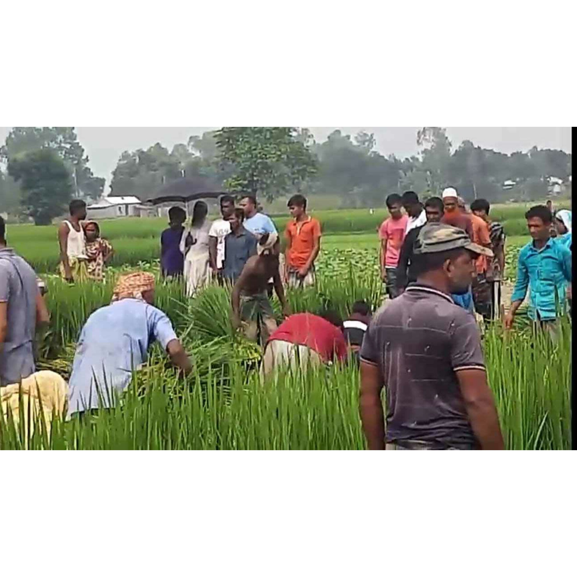 বকশীগঞ্জে কাঁচা ধান কেটে জমি বে-দখলের অপচেষ্টা