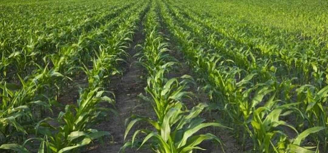 তিস্তার চরে ভূট্টার সমাহার কৃষকের মুখে হাসি