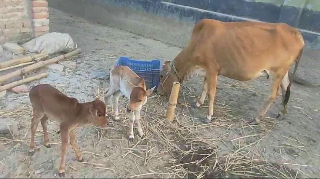 ঠাকুরগাঁওয়ে একটি গাভীর একসঙ্গে দুটি বাছুর প্রসব