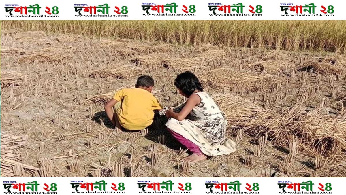 ইঁদুরের গর্তের ধানে তাদের পিঠার স্বপ্ন