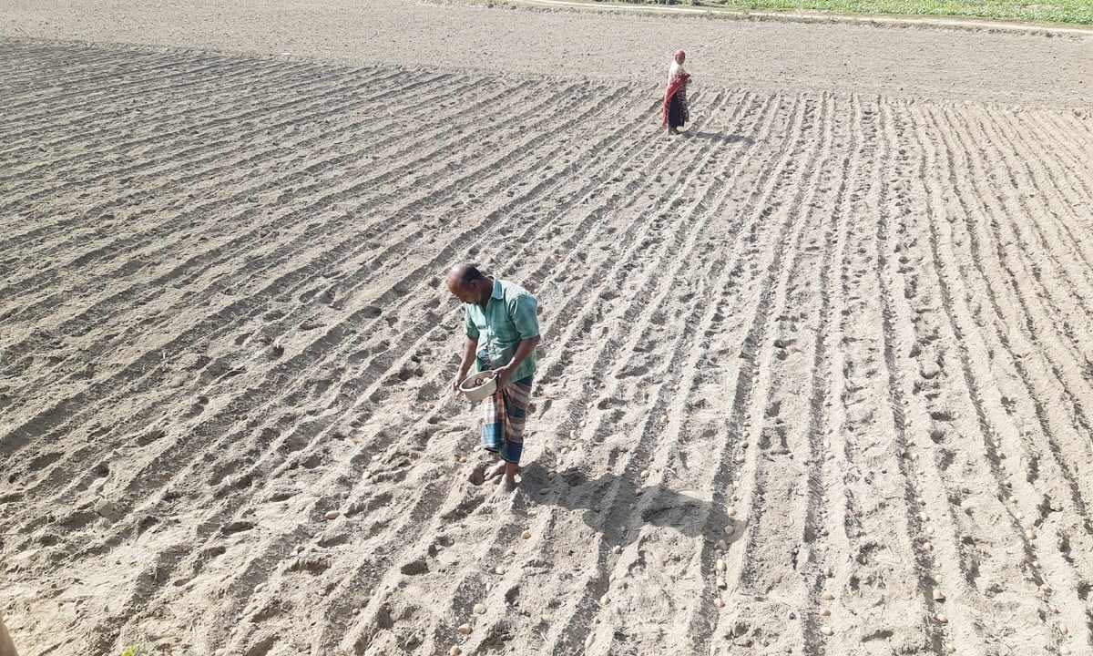 ঠাকুরগাঁওয়ের বাজারে উঠছে নতুন আলু : দাম পেয়ে খুশি কৃষকেরা 