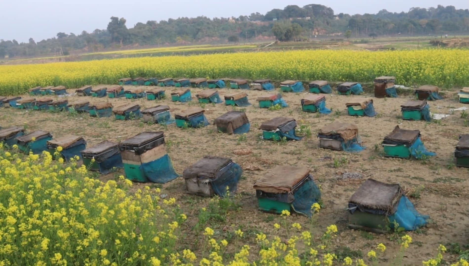 রাজিবপুরে সরিষা ফুলের মধু সংগ্রহে ব্যস্ত মৌচাষীরা