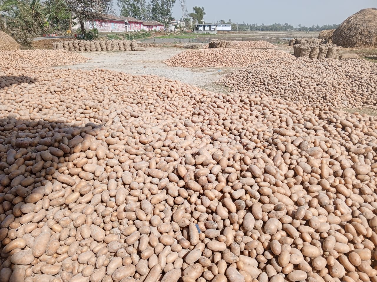 জয়পুরহাটে আলু তোলায় ব্যস্ত সময় কাটাচ্ছেন কৃষক ও কৃষাণীরা