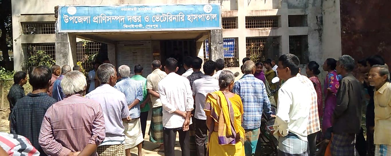 শেরপুরের ঝিনাইগাতীতে ক্ষুদ্র নৃ-গোষ্ঠীর মাঝে বকনা বাছুর ও উপকরণ বিতরণ