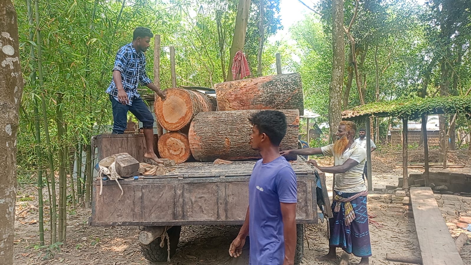 ঠাকুরগাঁওয়ে পানি উন্নয়ন বোর্ডের মূল্যবান শিমুল গাছ কাটার ঘটনায় থানায় অভিযোগ