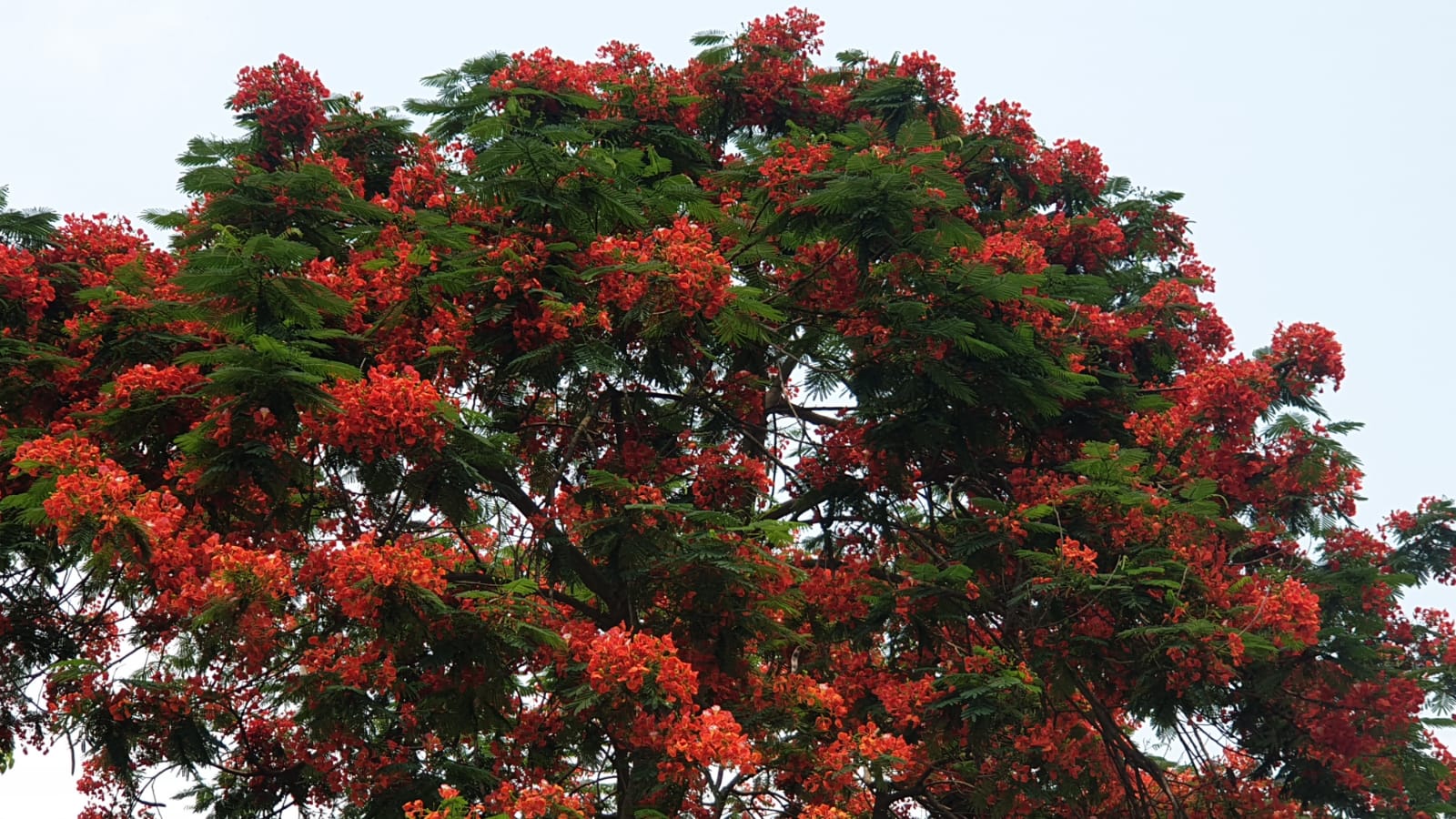 ঠাকুরগাঁওয়ে রুহিয়ায় রাস্তায় মুগ্ধতা ছড়াচ্ছে পথের ধারে কৃষ্ণচূড়া