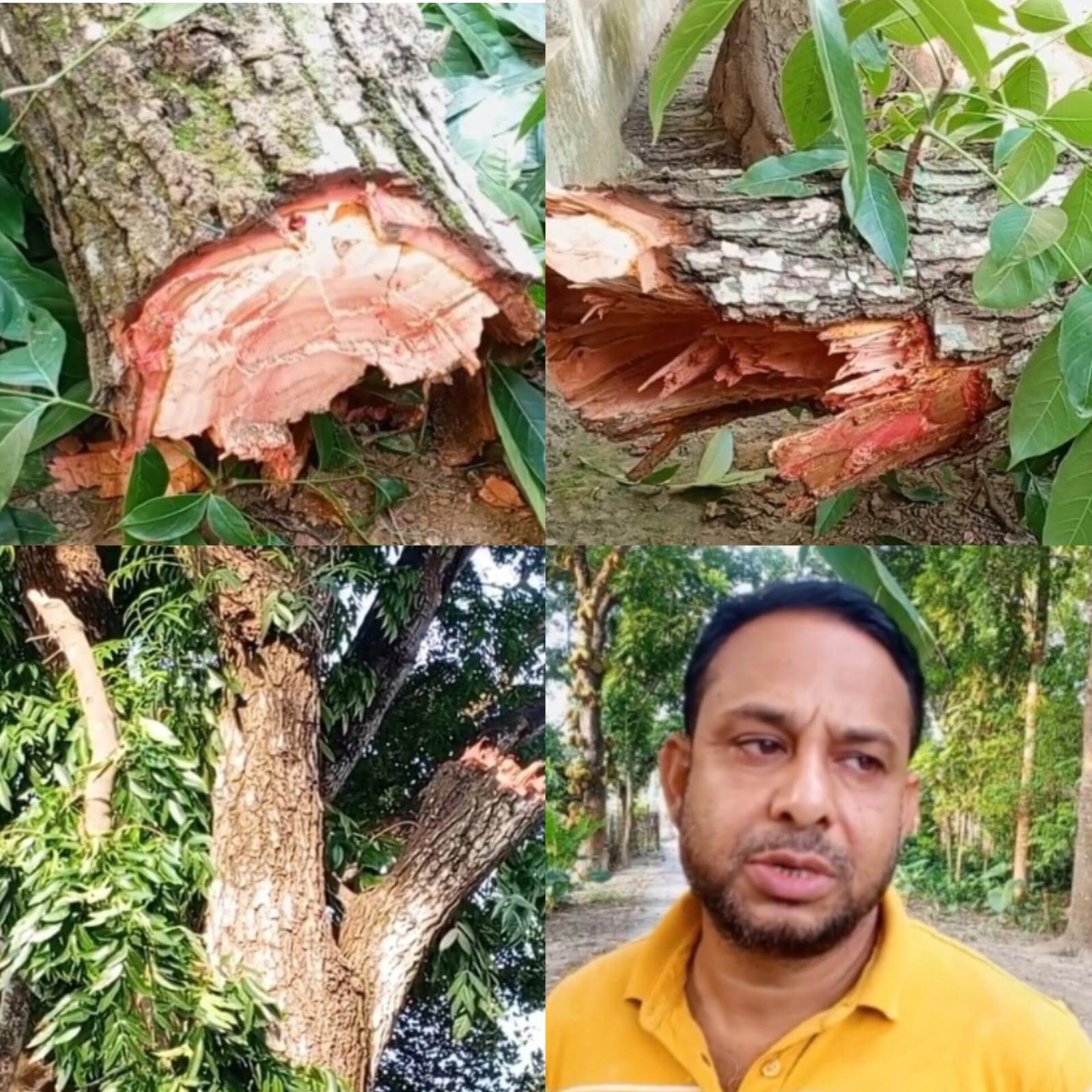 ঝিনাইদহে সরকারি বিদ্যালয়ের গাছ কাটার চেষ্টা, উত্তেজনা, পুলিশ কর্তৃক নিয়ন্ত্রণ