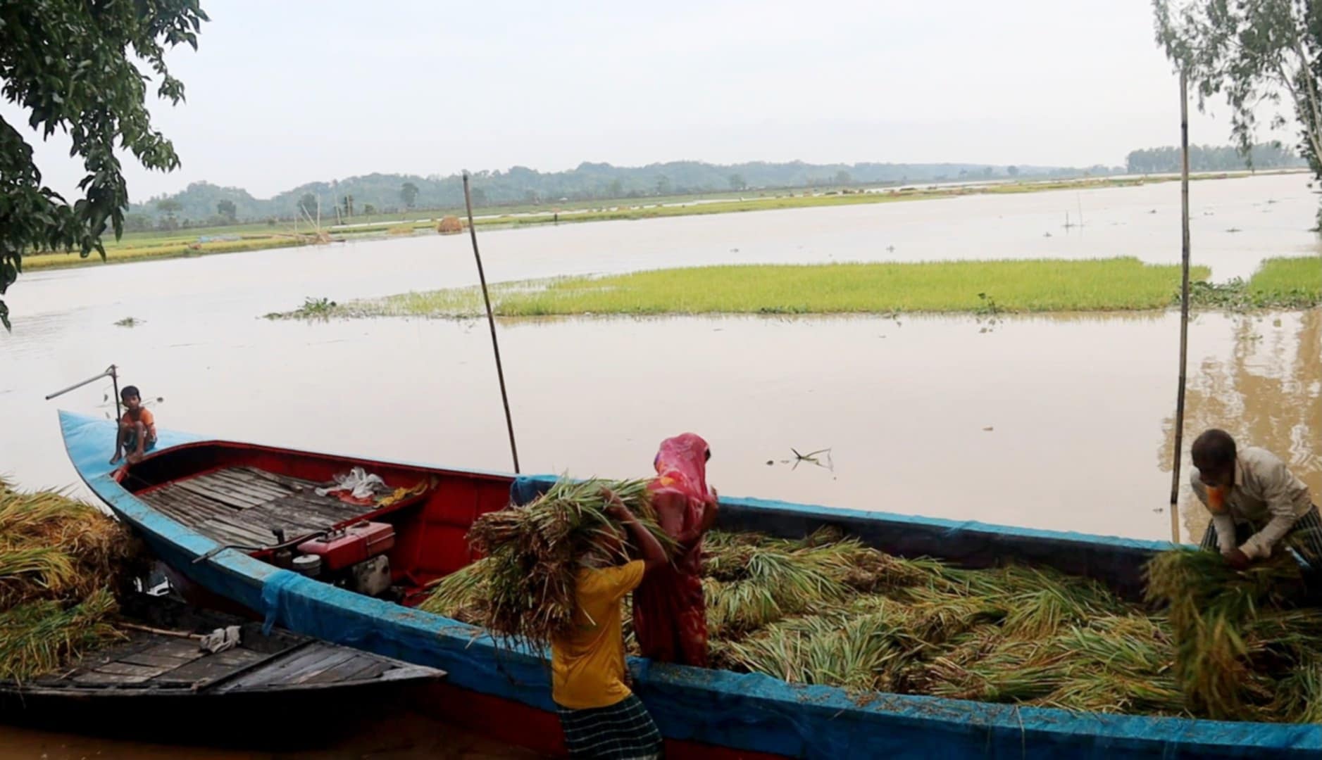 রাজিবপুর-রৌমারীতে পাহাড়ি ঢলে শত শত একর ফসলি জমি তলিয়ে গেছে