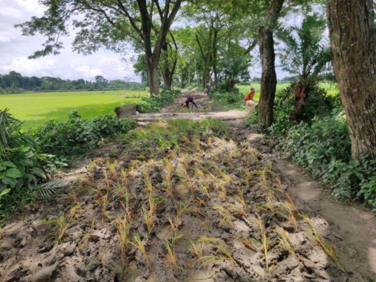 কোটচাঁদপুরে সড়কের কাজ না হওয়ায় ধানের চারা রোপন করে প্রতিবাদ