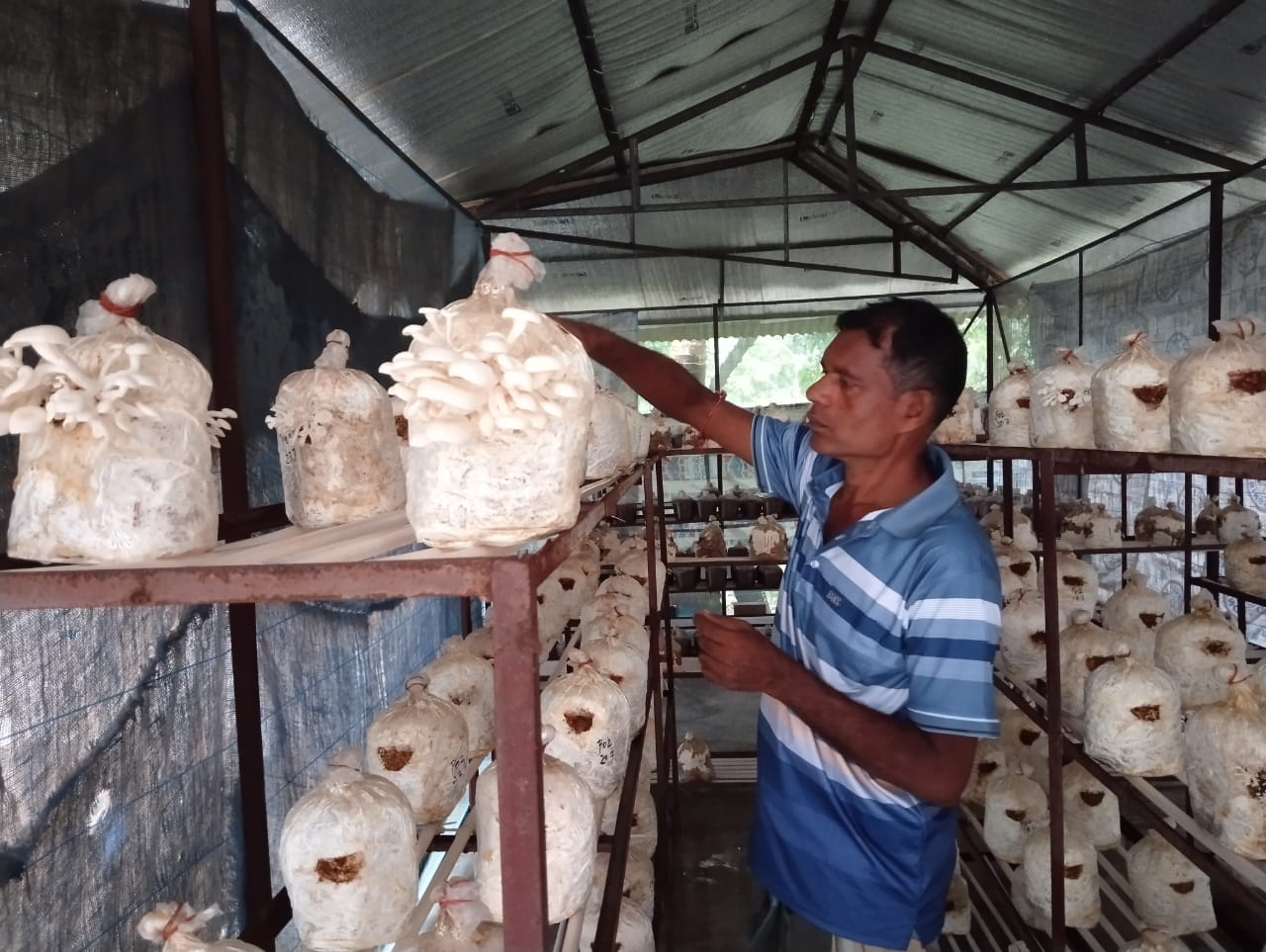 নড়াইলে অসিত বসুর মাশরুম চাষে সাফল্য