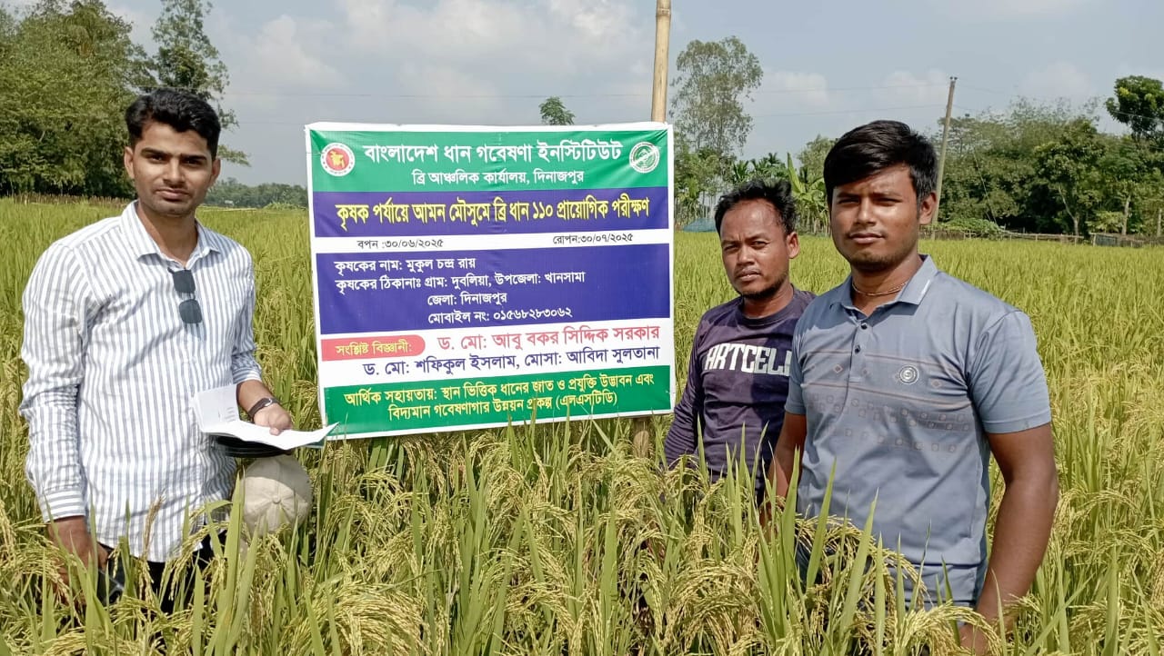দিনাজপুরে ব্রি-১১০ ধানের আশানুরূপ ফলনে কৃষকের মুখে হাসি