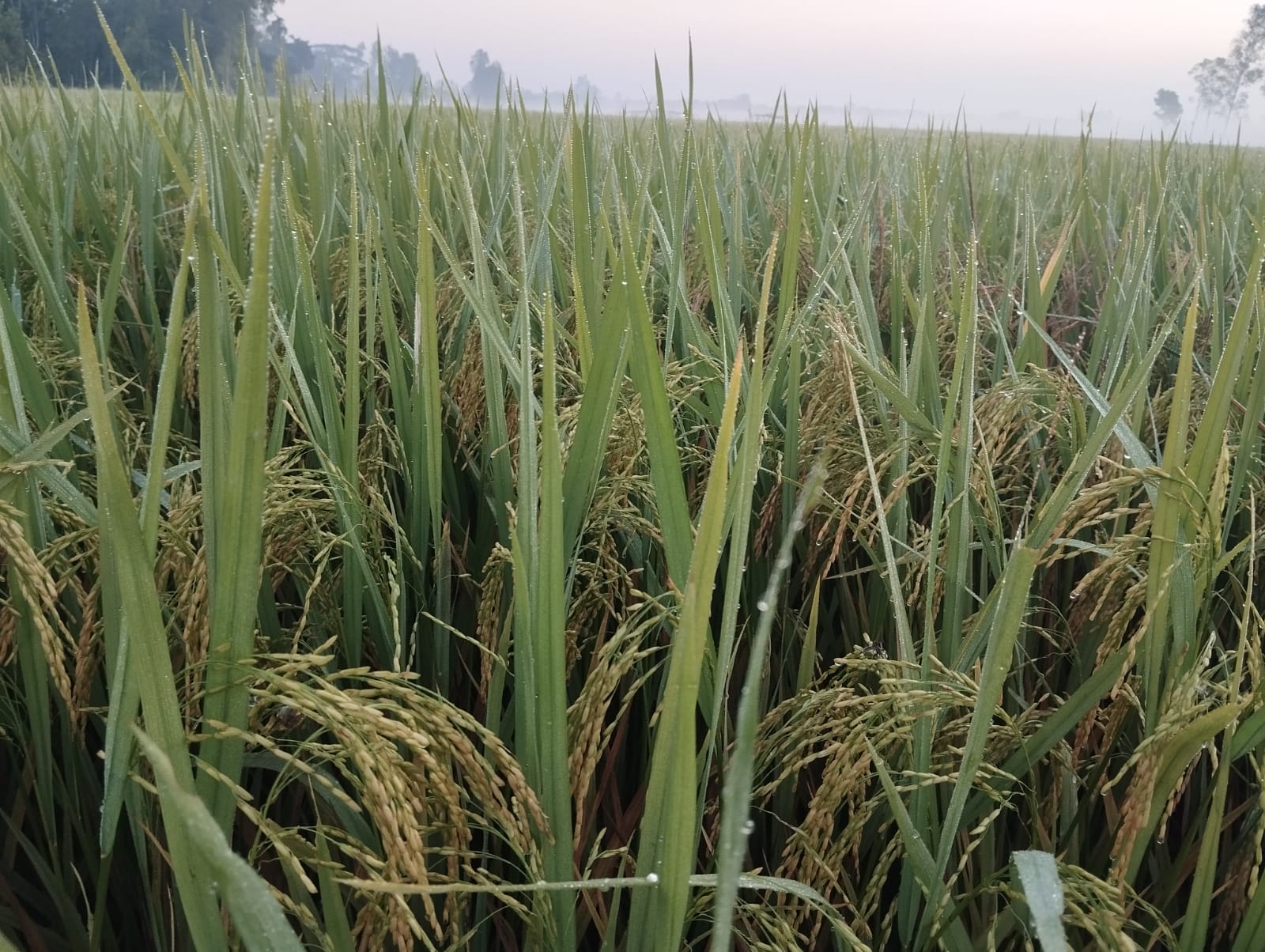 নালিতাবাড়ীতে শীতের আগমনী বার্তা