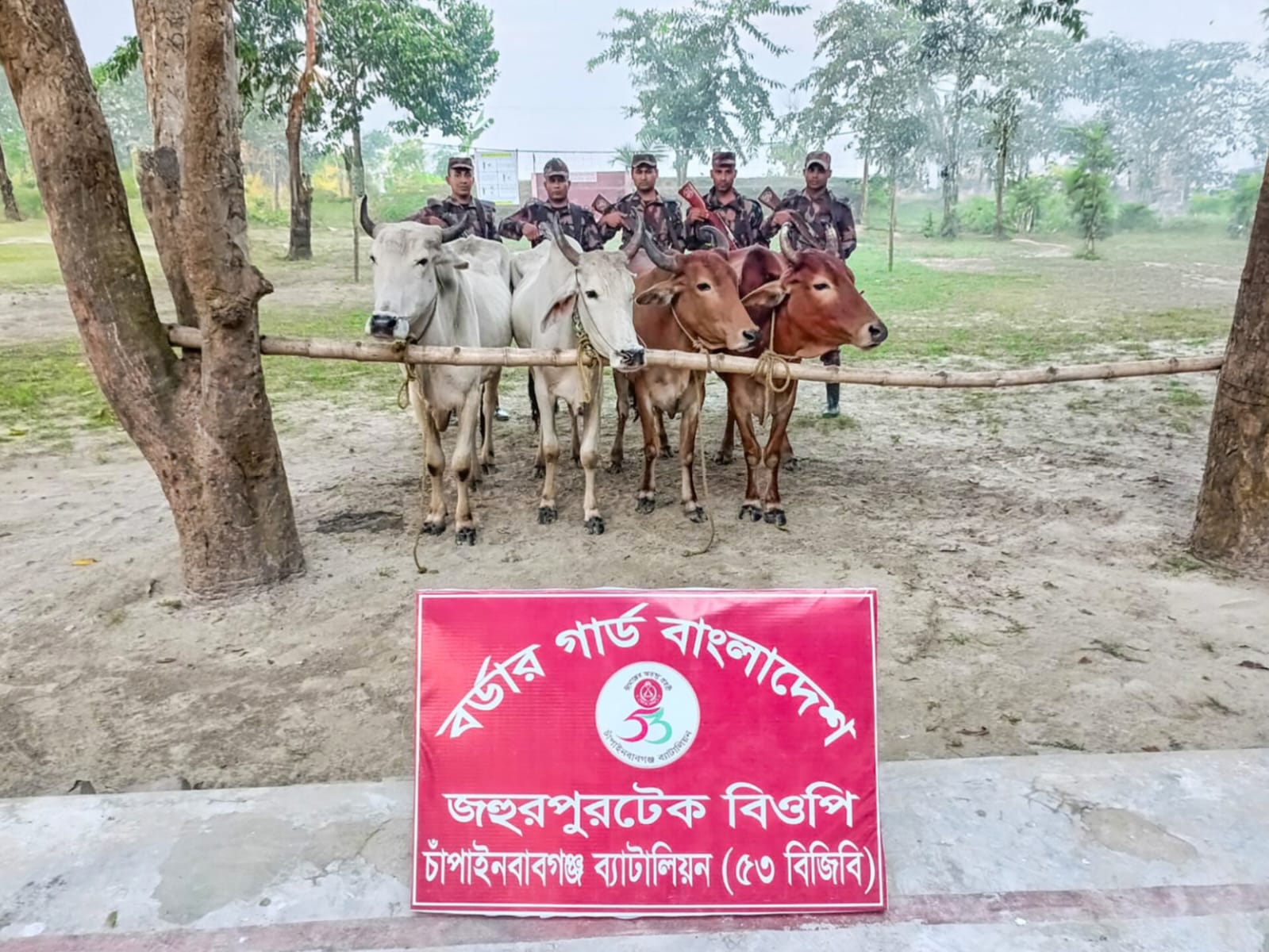 চাঁপাইনবাবগঞ্জে ৫৩ বিজিবির পৃথক অভিযানে ভারতীয় ০৮টি গরু জব্দ