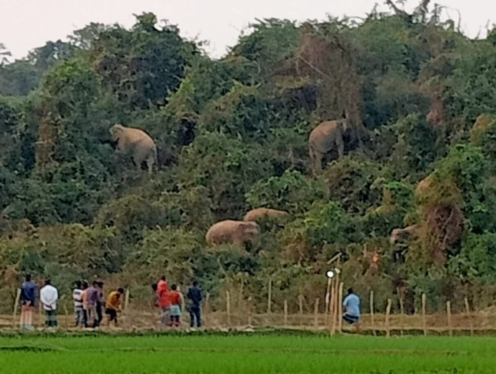শেরপুরে হাতিকে উত্যক্ত করে ভিডিও ধারণ,বাড়ছে প্রাণহানীর ঝুঁকি