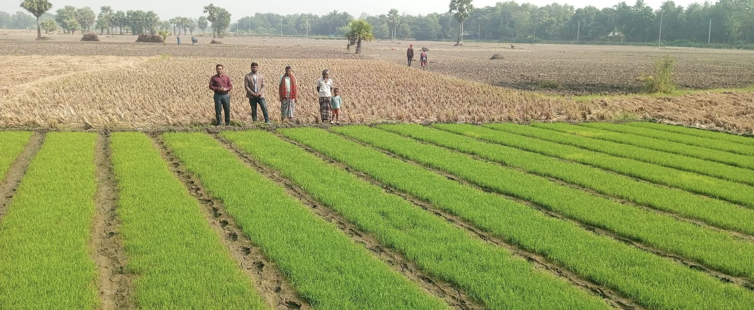 নড়াইলে ন্যায্য দামে সার পাচ্ছে না কৃষক