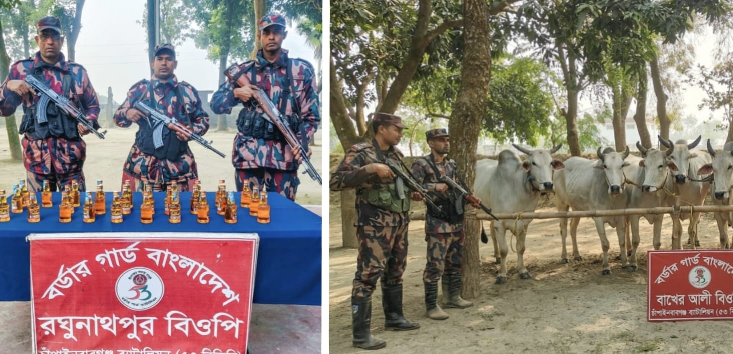 চাঁপাইনবাবগঞ্জ সীমান্তে ৫৩ বিজিবির পৃথক অভিযানে ভারতীয় মদ ও ১১ গরু জব্দ