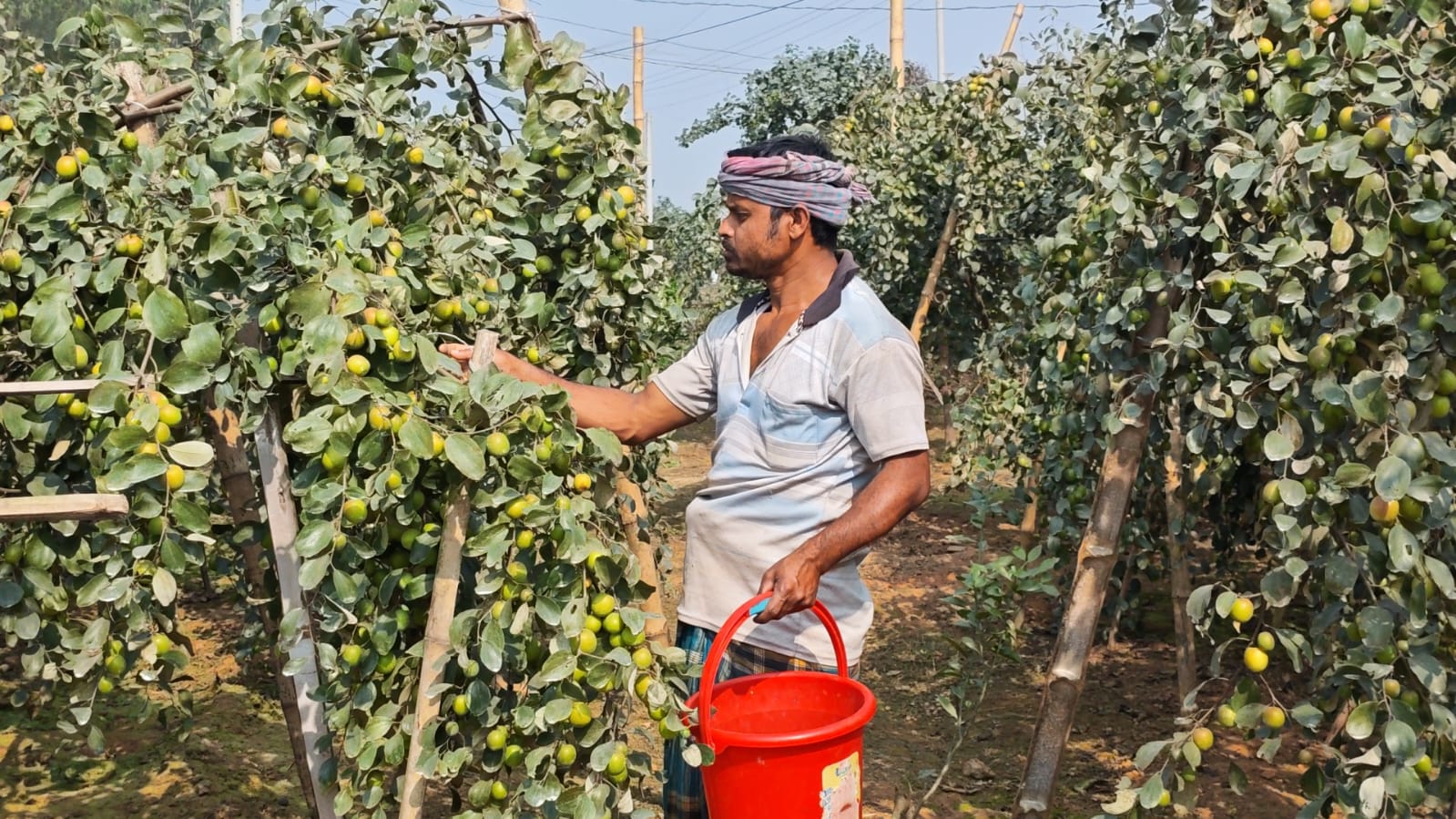 আধুনিক ব্যবস্থাপনায় বিরামপুরে কুল চাষে সাফল্য