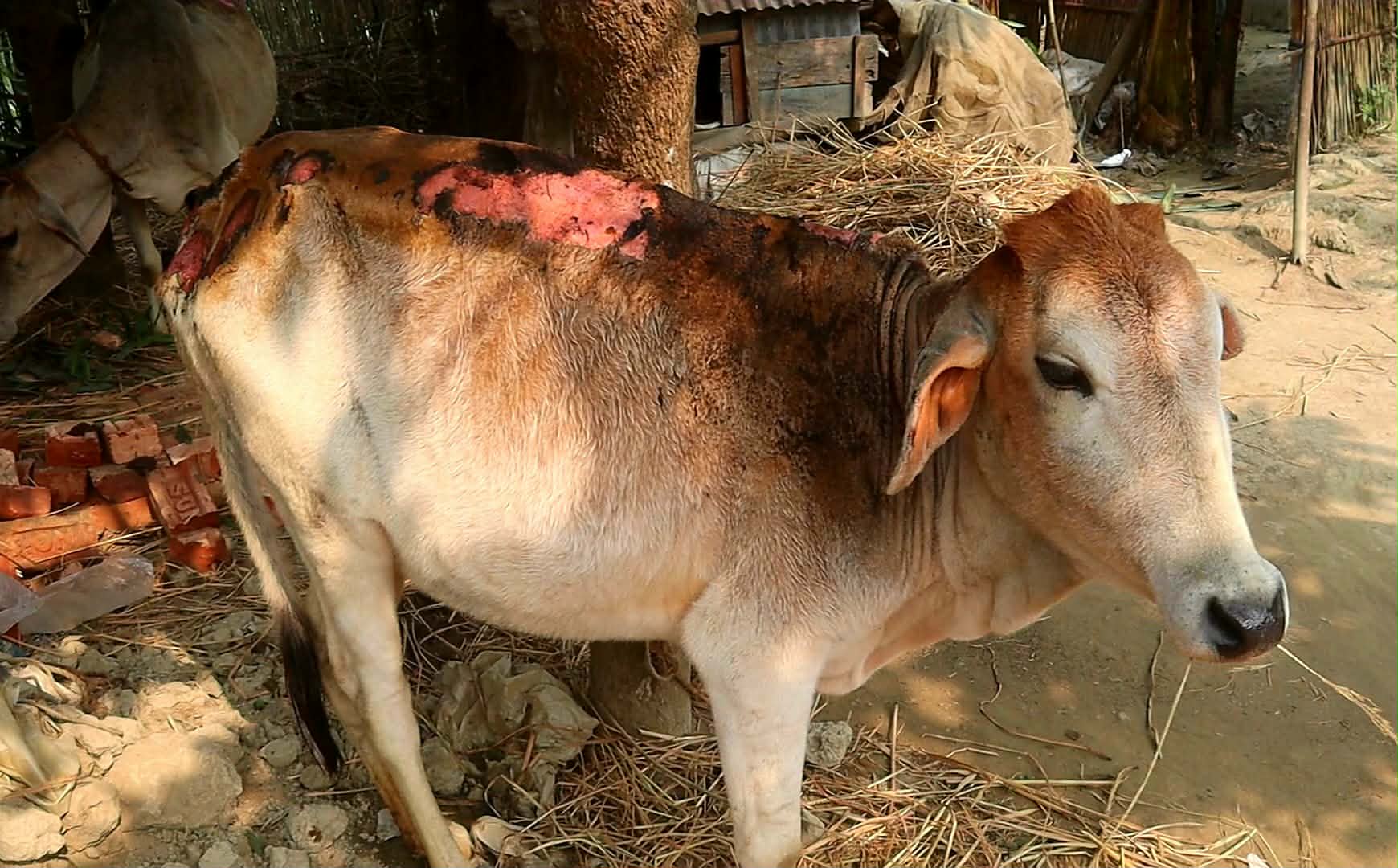 রাজিবপুরের মোহনগঞ্জে ভয়াবহ অগ্নিকাণ্ড আগুনে পুড়ে দুই গরুর মৃত্যু, দগ্ধ তিন