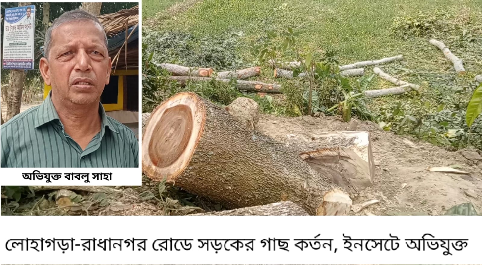 নড়াইলে সড়কের সরকারি গাছ বিক্রির অভিযোগ