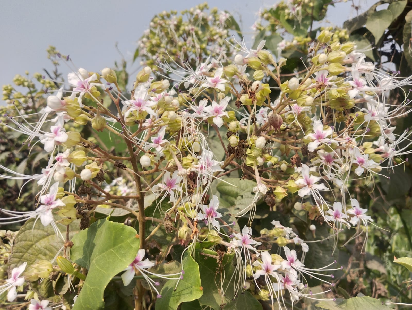 নড়াইলে সৌন্দর্যে ভরা শুভ্র সাদা ভাঁট ফুল মুগ্ধতা ছড়াচ্ছে