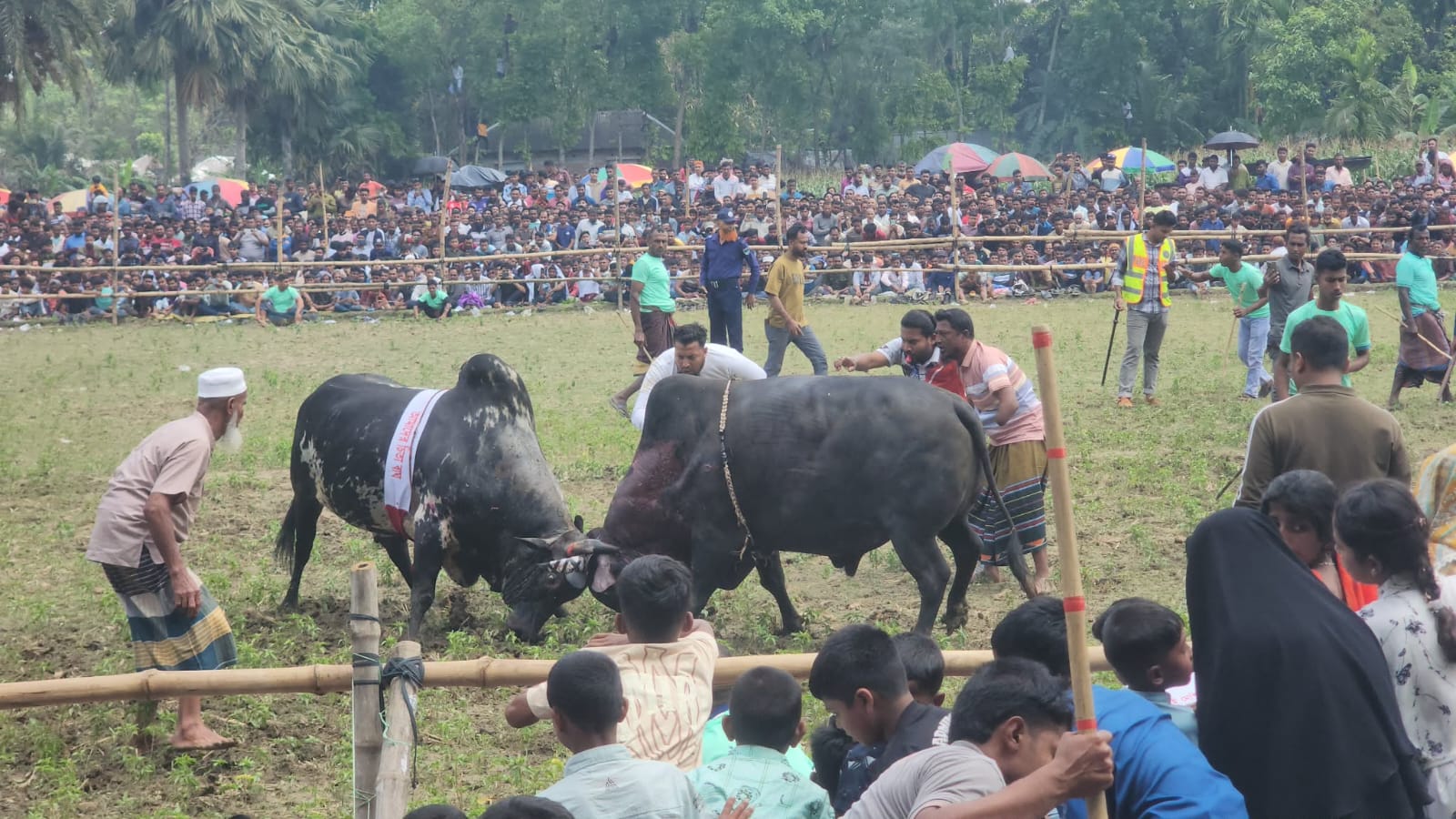 ঈদ উপলক্ষে নড়াইলে ঐতিহ্য বাহী ষাঁড়ের লড়াই