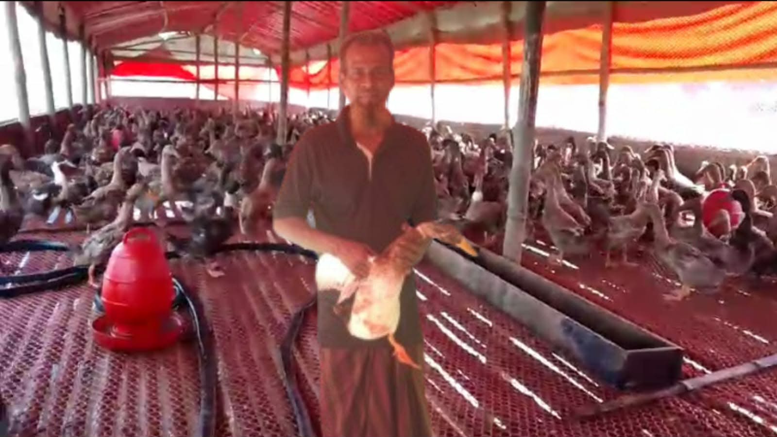নাগরপুরে হাঁস খামারে সাফল্যের গল্প