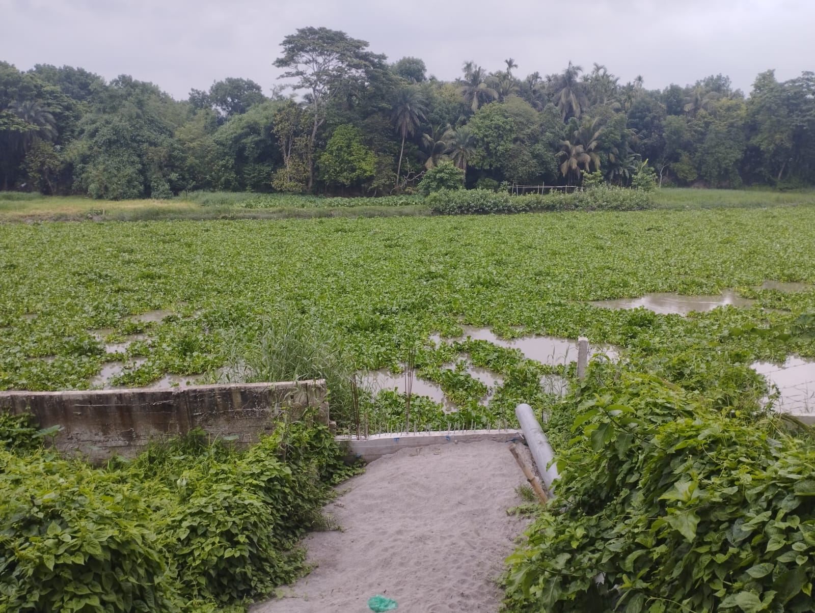 কৃষি উন্নয়ন জলাবদ্ধতা মুক্ত ও পরিবেশবান্ধব ভবিষ্যতের জন্য নড়াইলে খাল-খনন প্রয়োজন