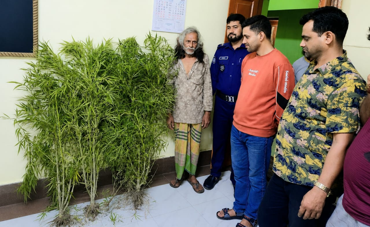 শেরপুরে কলাবাগানে গোপনে গাঁজা চাষ, পুলিশের অভিযানে আটক
