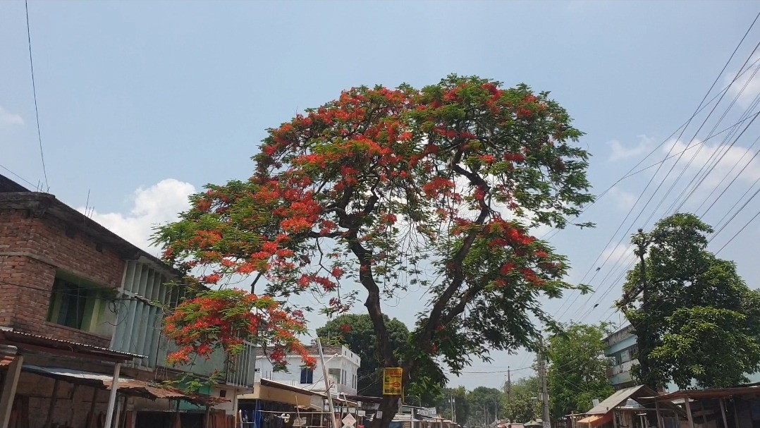 রুহিয়াজুড়ে কৃষ্ণচূড়ার রক্তিম সৌন্দর্য