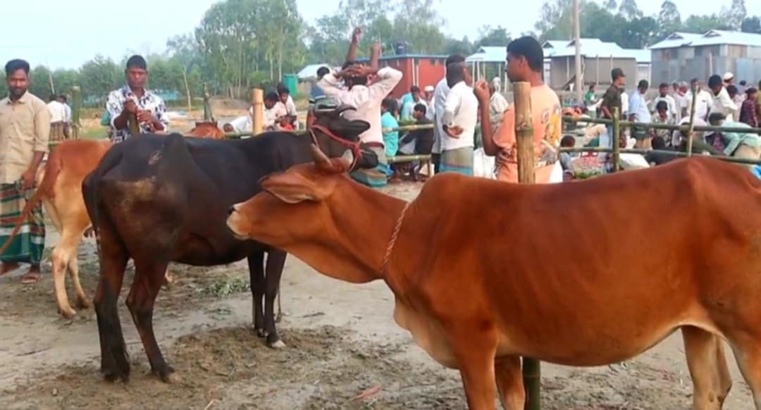 রাজিবপুরের মোহনগঞ্জে গরু-ছাগলের হাটের শুভ উদ্বোধন চরাঞ্চলের মানুষের দীর্ঘদিনের ভোগান্তির অবসানের আশা