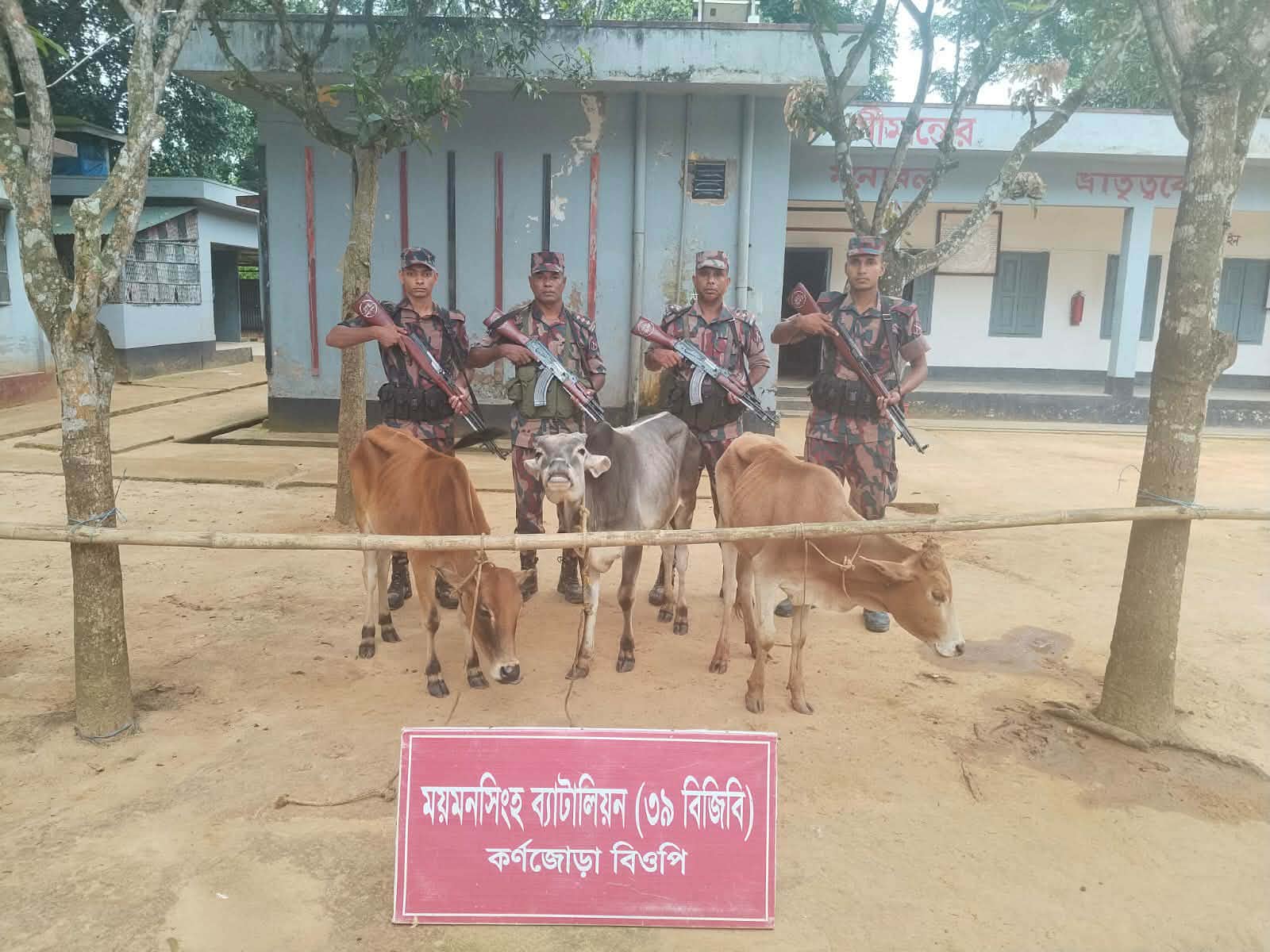 শেরপুরের শ্রীবরর্দী সীমান্তে বিজিবির অভিযানে ৩টি ভারতীয় গরু জব্দ