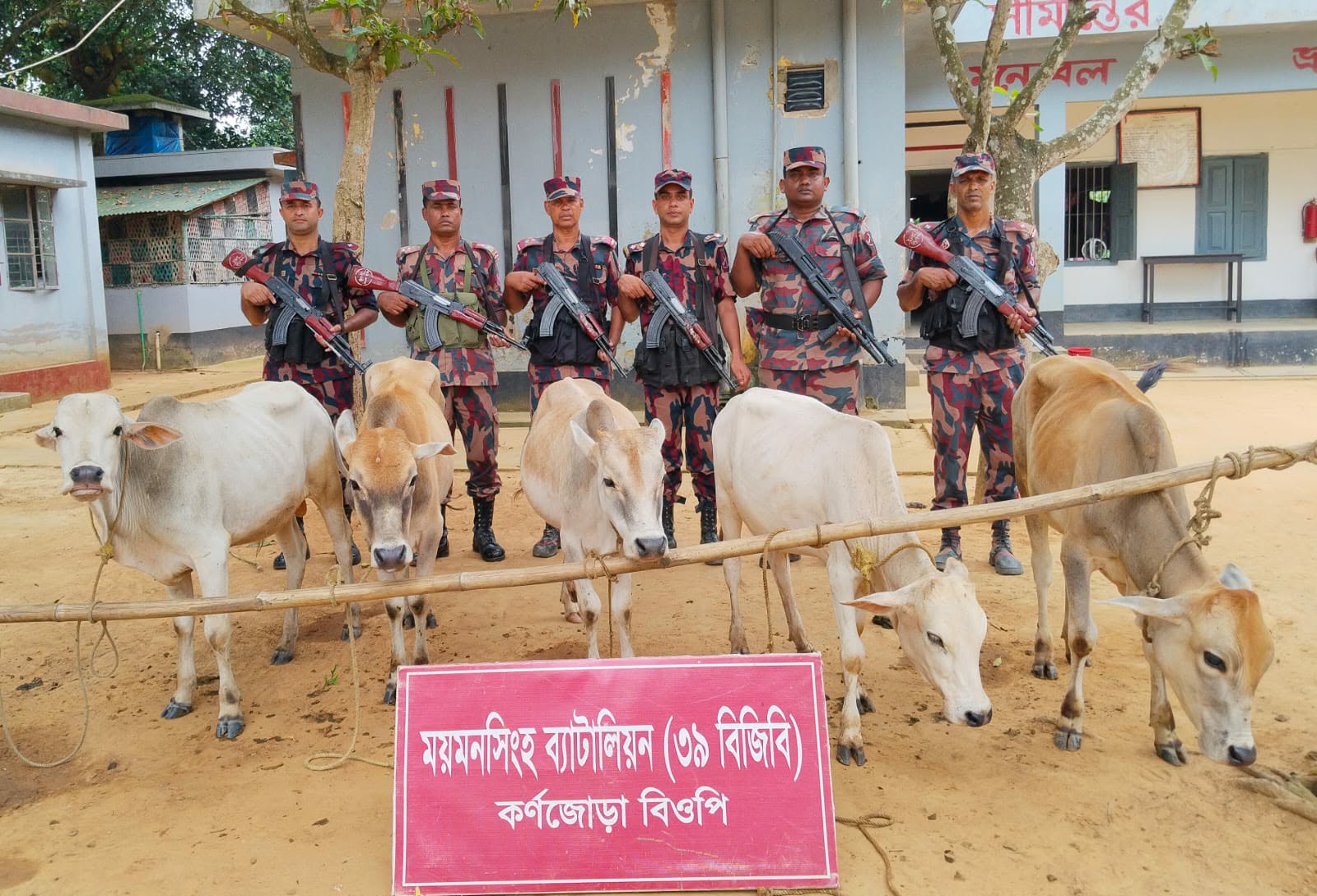শেরপুরের শ্রীবরদী সীমান্তের বাবেলাকোনা থেকে ভারতীয় গরু উদ্ধার করেছে বিজিবি 