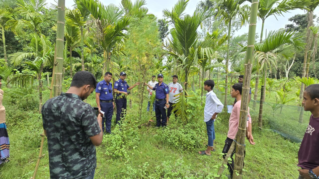 সুপারি বাগানের আড়ালে গাঁজা চাষ, পুলিশের অভিযানে ৪টি গাঁজা গাছ জব্দ