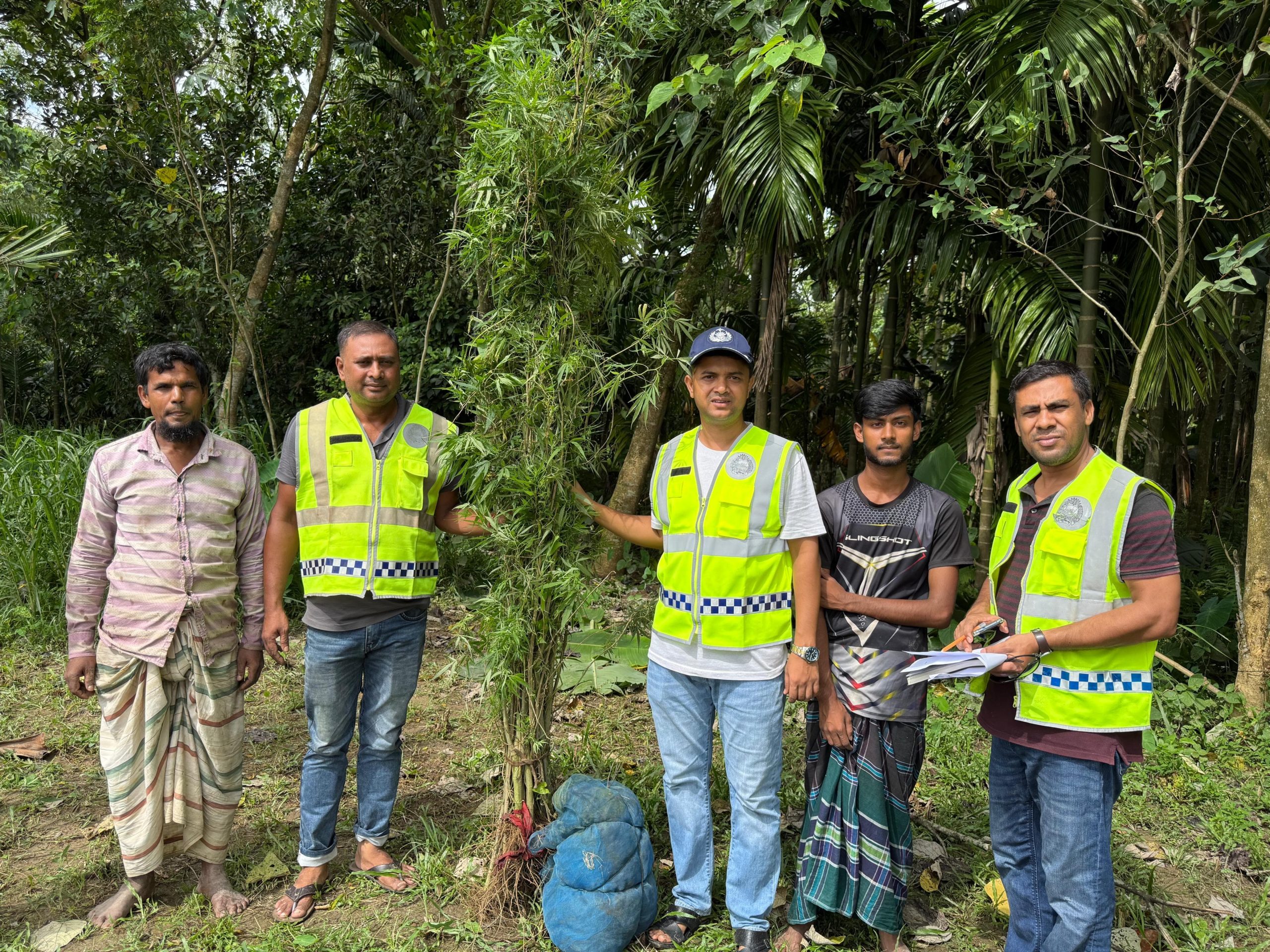 ভূরুঙ্গামারীতে গ্রীনহাউস পদ্ধতিতে গাঁজা চাষ