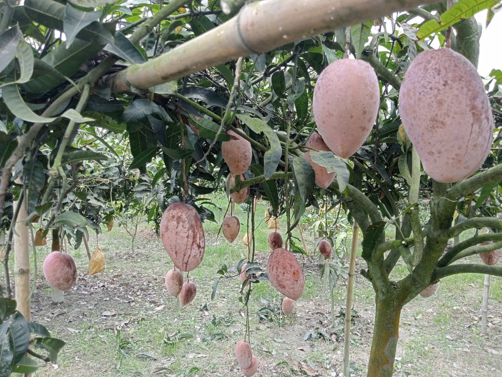 কাহারোলে আম চাষে সফল উদ্যোক্তা মিজানুর রহমান